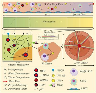 Illuminating HBV with multi-scale modeling